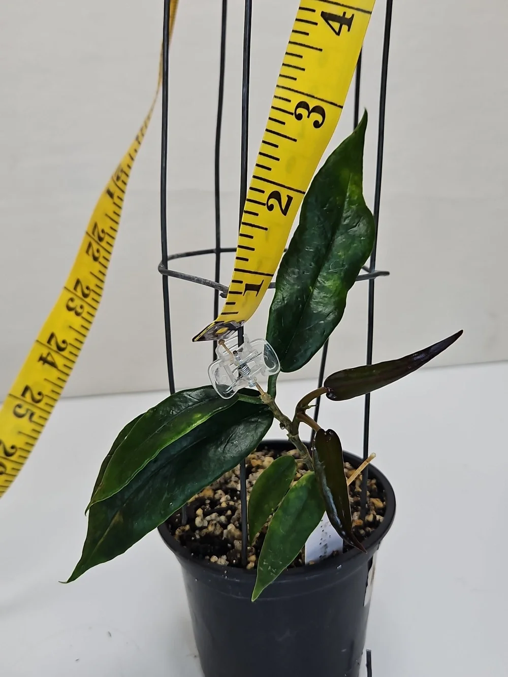 Dark Green Hoya KAIMUKI Indoor Potted Plant with Support Cage